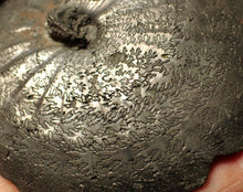Load image into Gallery viewer, Very large high-quality Oxynoticeras pyrite ammonite fossil (91 mm)