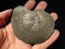 Load image into Gallery viewer, Very large Oxynoticeras pyrite ammonite fossil (91 mm)