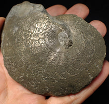 Load image into Gallery viewer, Very large Oxynoticeras pyrite ammonite fossil (91 mm)