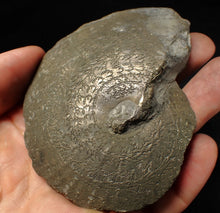Load image into Gallery viewer, Very large Oxynoticeras pyrite ammonite fossil (91 mm)
