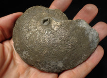 Load image into Gallery viewer, Very large Oxynoticeras pyrite ammonite fossil (91 mm)