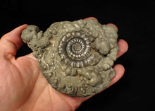 Load image into Gallery viewer, Large pyrite Eteoderoceras (Eoderoceras) ammonite fossil (120 mm)