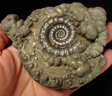 Load image into Gallery viewer, Large pyrite Eteoderoceras (Eoderoceras) ammonite fossil (120 mm)