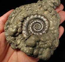 Load image into Gallery viewer, Large pyrite Eteoderoceras (Eoderoceras) ammonite fossil (120 mm)