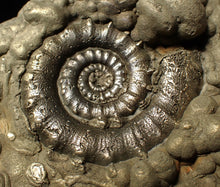 Load image into Gallery viewer, Large pyrite Eteoderoceras (Eoderoceras) ammonite fossil (120 mm)