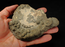 Load image into Gallery viewer, Large pyrite Eteoderoceras (Eoderoceras) ammonite fossil (120 mm)