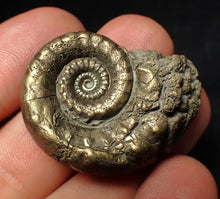 Load image into Gallery viewer, Pyrite Eoderoceras bispinigerum ammonite fossil (37 mm)