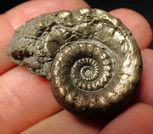 Load image into Gallery viewer, Pyrite Eoderoceras bispinigerum ammonite fossil (37 mm)