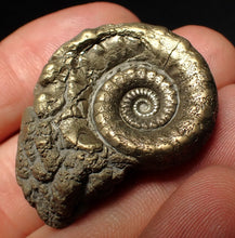 Load image into Gallery viewer, Pyrite Eoderoceras bispinigerum ammonite fossil (37 mm)