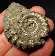 Load image into Gallery viewer, Pyrite Eoderoceras bispinigerum ammonite fossil (51 mm)