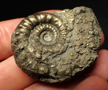 Load image into Gallery viewer, Pyrite Eoderoceras bispinigerum ammonite fossil (51 mm)