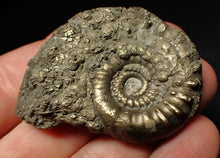 Load image into Gallery viewer, Pyrite Eoderoceras bispinigerum ammonite fossil (51 mm)