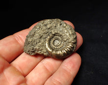 Load image into Gallery viewer, Pyrite Eoderoceras bispinigerum ammonite fossil (51 mm)