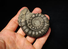 Load image into Gallery viewer, Large pyrite Eteoderoceras (Eoderoceras) ammonite fossil (72 mm)