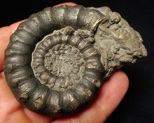 Load image into Gallery viewer, Large pyrite Eteoderoceras (Eoderoceras) ammonite fossil (72 mm)