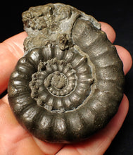 Load image into Gallery viewer, Large pyrite Eteoderoceras (Eoderoceras) ammonite fossil (72 mm)