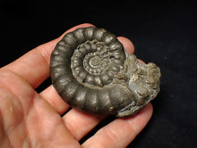 Load image into Gallery viewer, Large pyrite Eteoderoceras (Eoderoceras) ammonite fossil (72 mm)