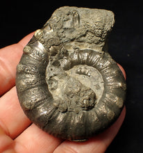 Load image into Gallery viewer, Large pyrite Eteoderoceras (Eoderoceras) ammonite fossil (67 mm)