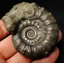 Load image into Gallery viewer, Large pyrite Eteoderoceras (Eoderoceras) ammonite fossil (67 mm)