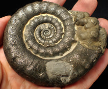 Load image into Gallery viewer, Large pyrite Eteoderoceras (Eoderoceras) ammonite fossil (86 mm)