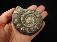 Load image into Gallery viewer, Large chunky pyrite Eteoderoceras (Eoderoceras) ammonite fossil (82 mm)