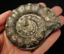 Load image into Gallery viewer, Large chunky pyrite Eteoderoceras (Eoderoceras) ammonite fossil (82 mm)