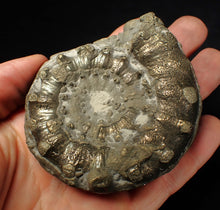 Load image into Gallery viewer, Large chunky pyrite Eteoderoceras (Eoderoceras) ammonite fossil (82 mm)