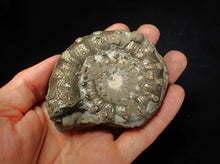 Load image into Gallery viewer, Large chunky pyrite Eteoderoceras (Eoderoceras) ammonite fossil (82 mm)