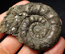 Load image into Gallery viewer, Chunky pyrite Eteoderoceras (Eoderoceras) ammonite fossil (62 mm)