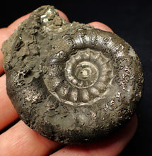 Load image into Gallery viewer, Chunky pyrite Eteoderoceras (Eoderoceras) ammonite fossil (62 mm)