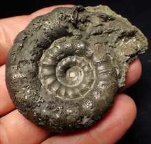 Load image into Gallery viewer, Chunky pyrite Eteoderoceras (Eoderoceras) ammonite fossil (62 mm)