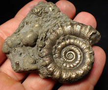 Load image into Gallery viewer, Pyrite Eteoderoceras (Eoderoceras) ammonite fossil (64 mm)