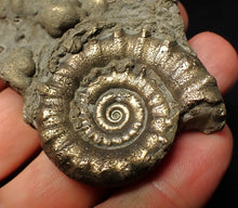 Load image into Gallery viewer, Pyrite Eteoderoceras (Eoderoceras) ammonite fossil (64 mm)