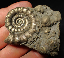 Load image into Gallery viewer, Pyrite Eteoderoceras (Eoderoceras) ammonite fossil (64 mm)
