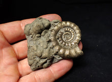 Load image into Gallery viewer, Pyrite Eteoderoceras (Eoderoceras) ammonite fossil (64 mm)