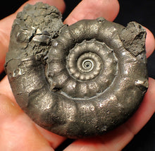 Load image into Gallery viewer, Large pyrite Eteoderoceras (Eoderoceras) ammonite fossil (75 mm)