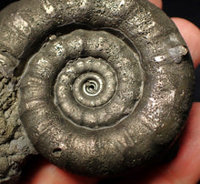 Load image into Gallery viewer, Large pyrite Eteoderoceras (Eoderoceras) ammonite fossil (75 mm)