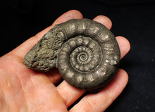Load image into Gallery viewer, Large pyrite Eteoderoceras (Eoderoceras) ammonite fossil (75 mm)