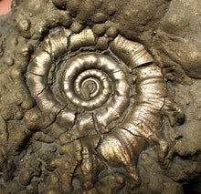 Load image into Gallery viewer, Chunky pyrite Eteoderoceras (Eoderoceras) ammonite fossil (73 mm)