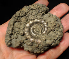 Load image into Gallery viewer, Chunky pyrite Eteoderoceras (Eoderoceras) ammonite fossil (73 mm)