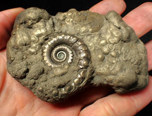 Load image into Gallery viewer, Chunky pyrite multi-Eteoderoceras (Eoderoceras) ammonite fossil (90 mm)