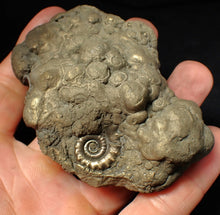 Load image into Gallery viewer, Chunky pyrite multi-Eteoderoceras (Eoderoceras) ammonite fossil (90 mm)
