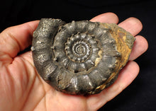 Load image into Gallery viewer, Huge spiny pyrite Eteoderoceras (Eoderoceras) ammonite fossil (91 mm)