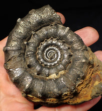 Load image into Gallery viewer, Huge spiny pyrite Eteoderoceras (Eoderoceras) ammonite fossil (91 mm)