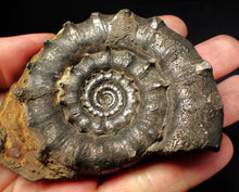 Load image into Gallery viewer, Huge spiny pyrite Eteoderoceras (Eoderoceras) ammonite fossil (91 mm)