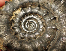 Load image into Gallery viewer, Huge spiny pyrite Eteoderoceras (Eoderoceras) ammonite fossil (91 mm)