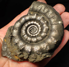 Load image into Gallery viewer, Huge spiny pyrite Eteoderoceras (Eoderoceras) ammonite fossil (91 mm)