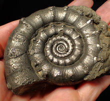 Load image into Gallery viewer, Huge spiny pyrite Eteoderoceras (Eoderoceras) ammonite fossil (91 mm)