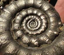 Load image into Gallery viewer, Huge spiny pyrite Eteoderoceras (Eoderoceras) ammonite fossil (91 mm)