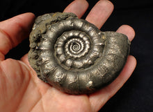 Load image into Gallery viewer, Huge spiny pyrite Eteoderoceras (Eoderoceras) ammonite fossil (91 mm)